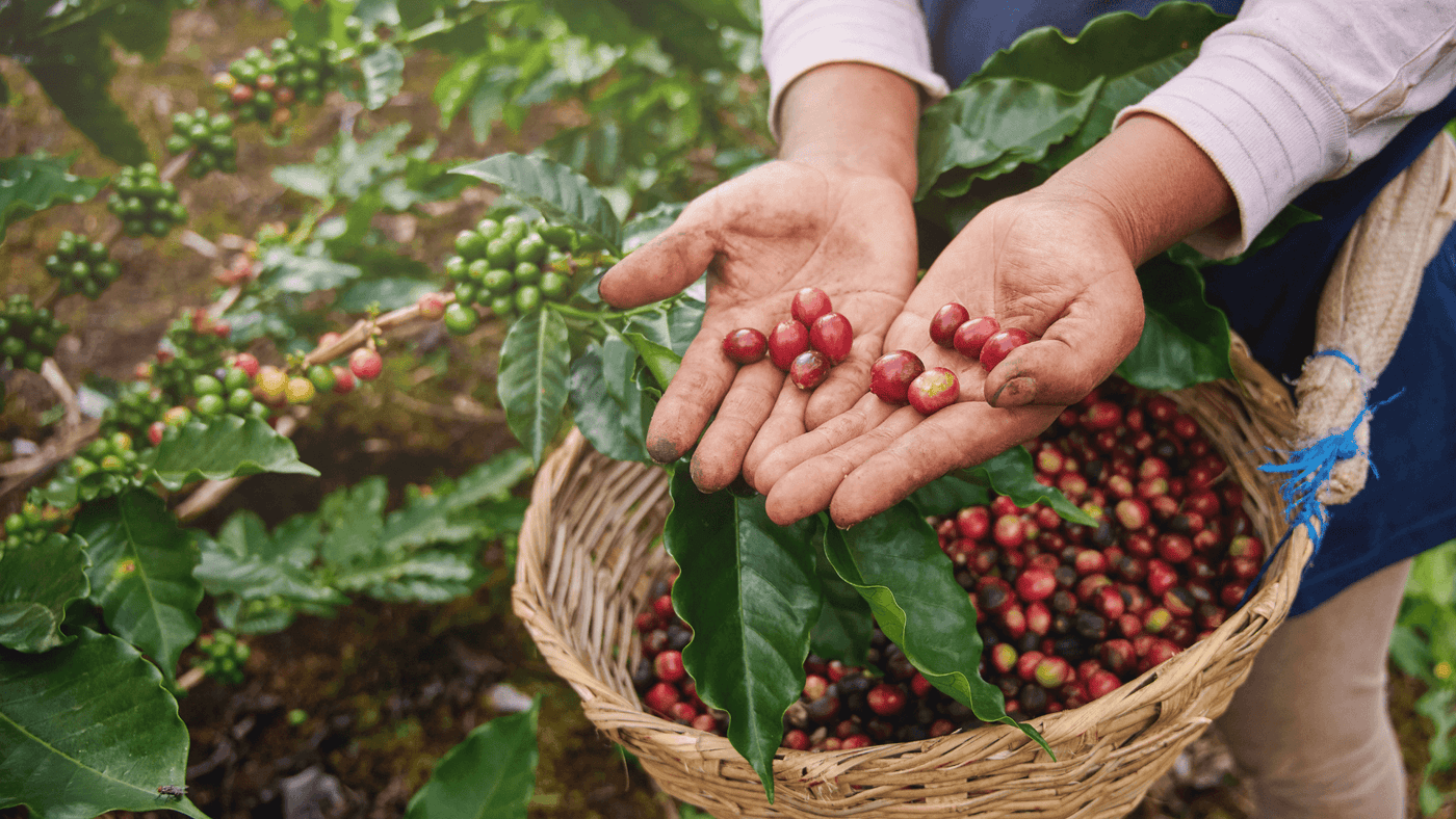 From Bean to Cup: Exploring the Sustainable Coffee Journey Blendmeup