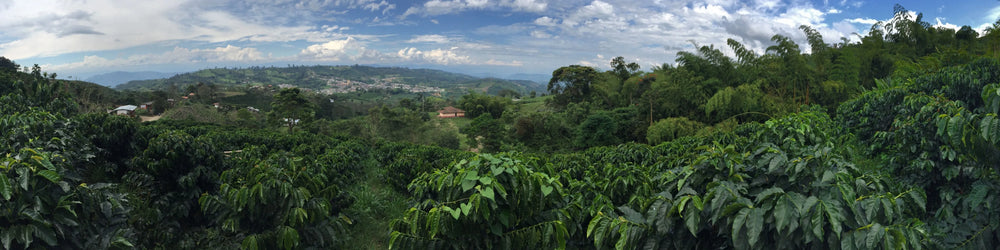 Hand-roasted Colombia coffee