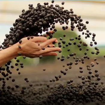 Hand-roasted coffee Guatemala