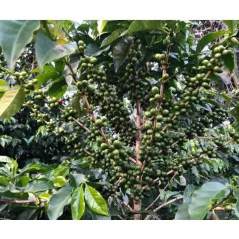 Hand-roasted coffee Turkish Blend